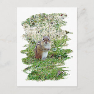 Eastern Chipmunk Postkarte