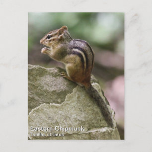 Eastern Chipmunk Postkarte
