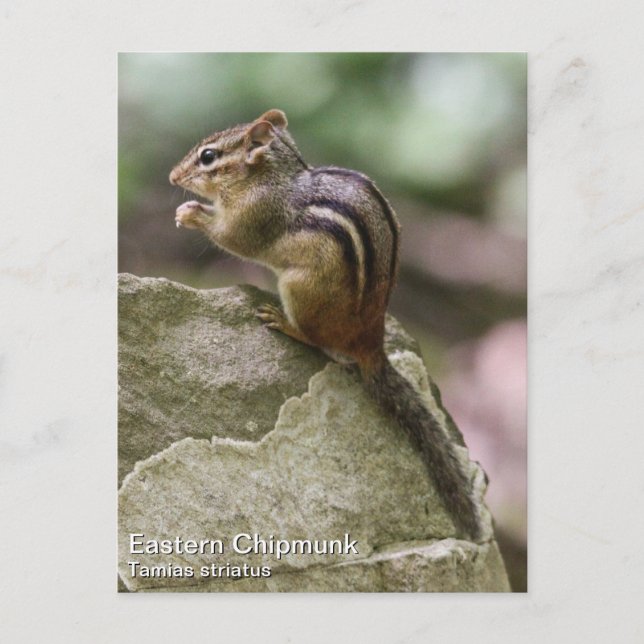 Eastern Chipmunk Postkarte (Vorderseite)