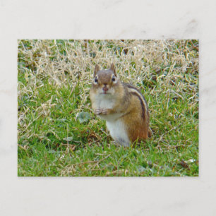 Eastern Chipmunk Postkarte