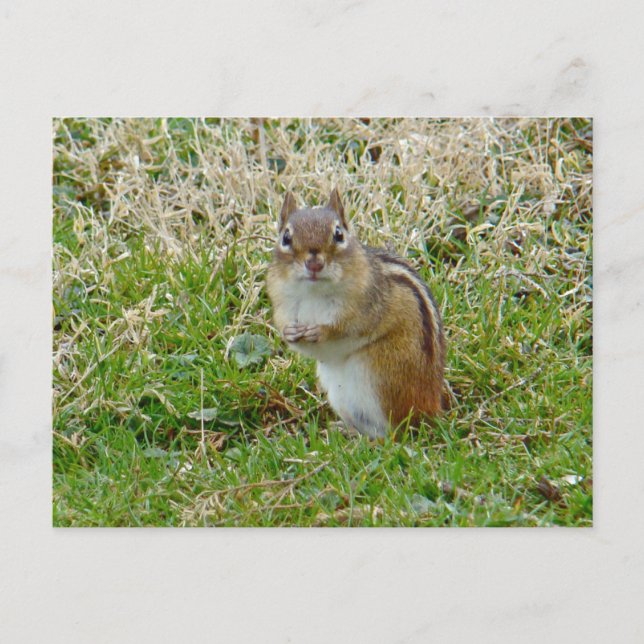 Eastern Chipmunk Postkarte (Vorderseite)