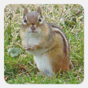 Eastern Chipmunk Quadratischer Aufkleber