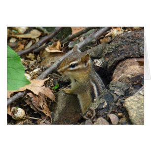 Eastern Chipmunk - Tamias striatus