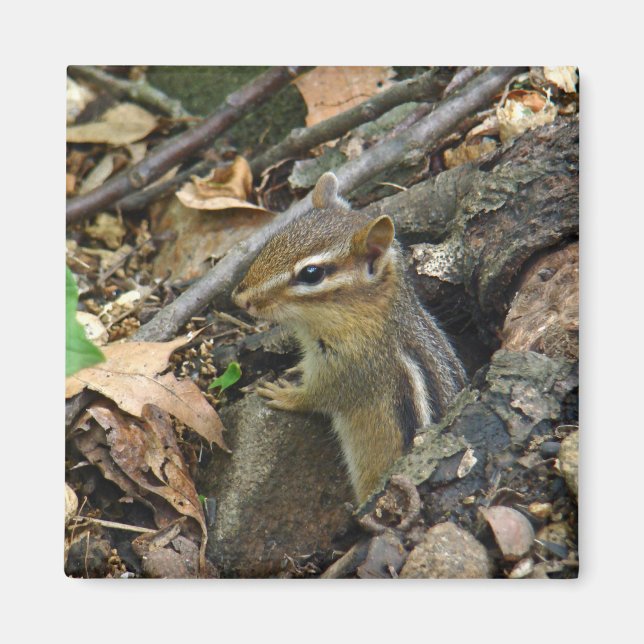 Eastern Chipmunk - Tamias striatus Magnet (Vorne)
