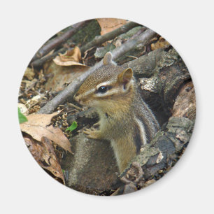 Eastern Chipmunk - Tamias striatus Magnet