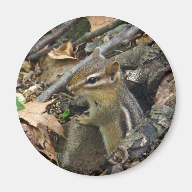 Eastern Chipmunk - Tamias striatus Magnet (Vorne)