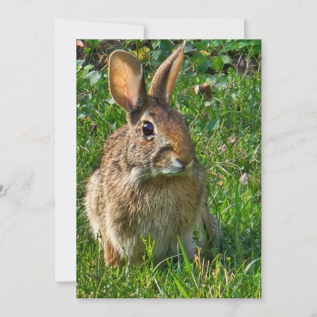 Eastern cottontail rabbit (Vorderseite)