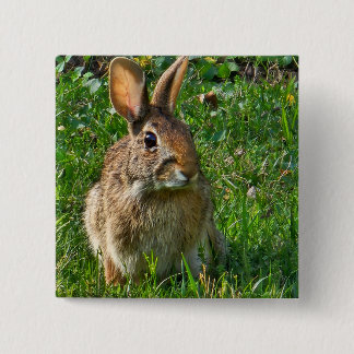 Eastern cottontail rabbit button