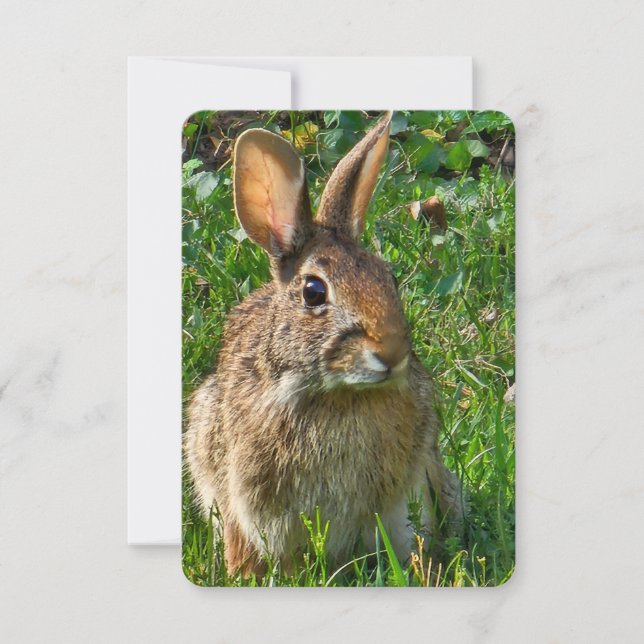 Eastern cottontail rabbit einladung (Vorderseite)