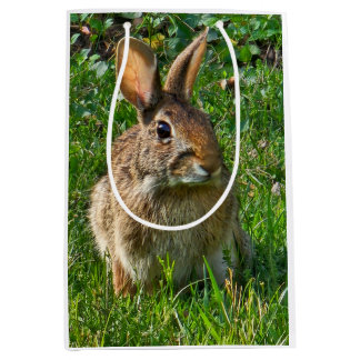 Eastern cottontail rabbit mittlere geschenktüte