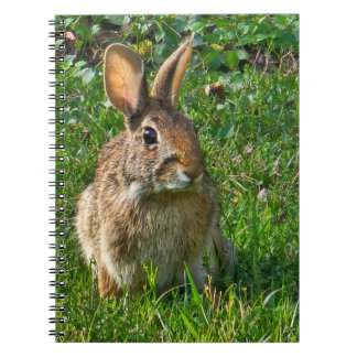 Eastern cottontail rabbit notizblock