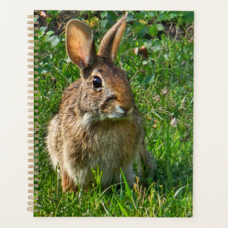 Eastern cottontail rabbit planer