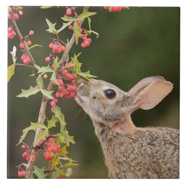 Eastern Cottontail | Südtexas Fliese (Vorderseite)