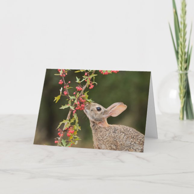 Eastern Cottontail | Südtexas Karte (Vorderseite)