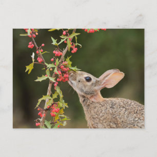Eastern Cottontail   Südtexas Postkarte