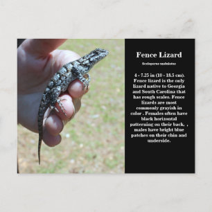 Eastern Fence Lizard Sc Wildlife Postkarte