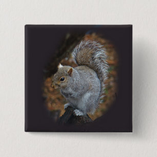 Eastern Gray Eichhörnchen - Sciurus carolinensis Button