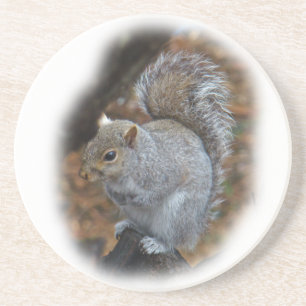 Eastern Gray Eichhörnchen - Sciurus carolinensis Getränkeuntersetzer