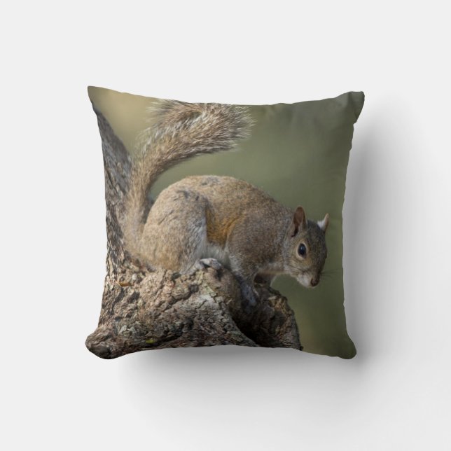 Eastern Gray Squirrel, or grey squirrel Kissen (Vorderseite)