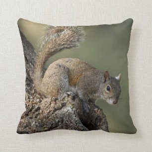 Eastern Gray Squirrel, or grey squirrel Kissen