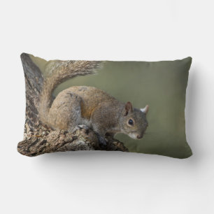 Eastern Gray Squirrel, or grey squirrel Lendenkissen