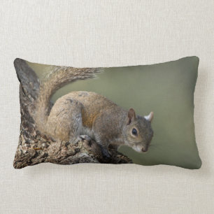 Eastern Gray Squirrel, or grey squirrel Lendenkissen