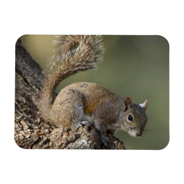 Eastern Gray Squirrel, or grey squirrel Magnet (Horizontal)