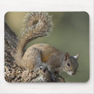 Eastern Gray Squirrel, or grey squirrel Mousepad