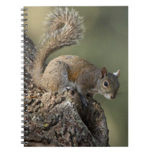 Eastern Gray Squirrel, or grey squirrel Notizblock
