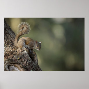 Eastern Gray Squirrel, or grey squirrel Poster
