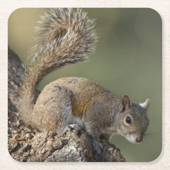 Eastern Gray Squirrel, or grey squirrel Rechteckiger Pappuntersetzer (Vorderseite)