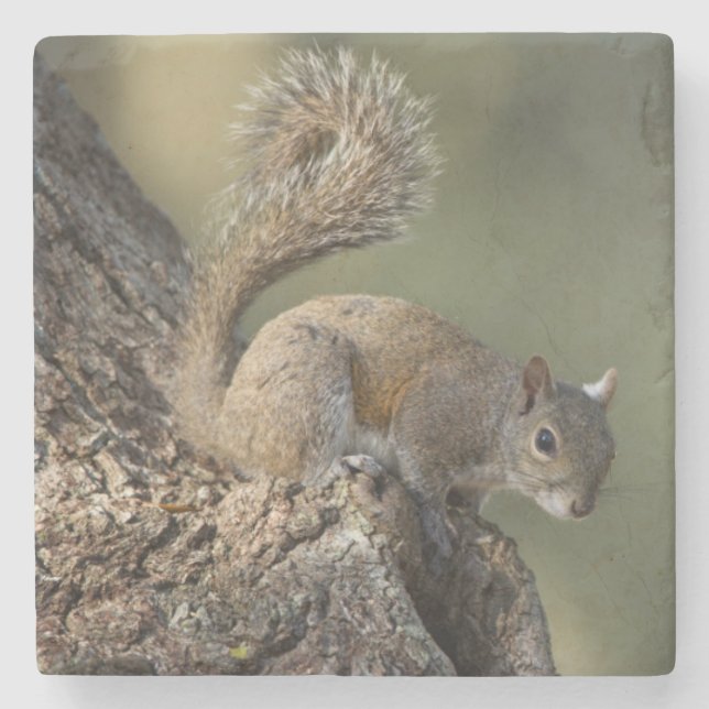 Eastern Gray Squirrel, or grey squirrel Steinuntersetzer (Vorderseite)
