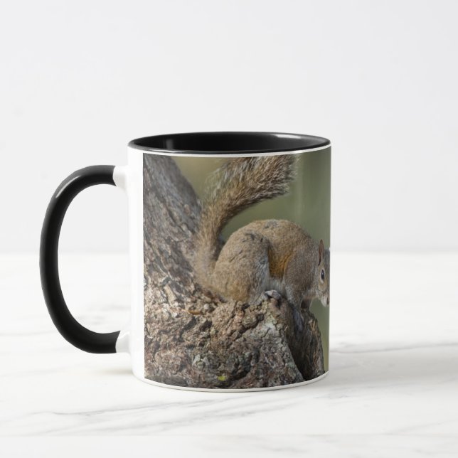 Eastern Gray Squirrel, or grey squirrel Tasse (Links)