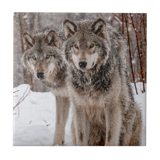Eastern Gray Wolf  Fliese (Vorderseite)
