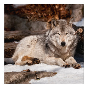 Eastern Gray Wolf Fotodruck