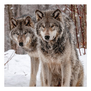 Eastern Gray Wolf Fotodruck