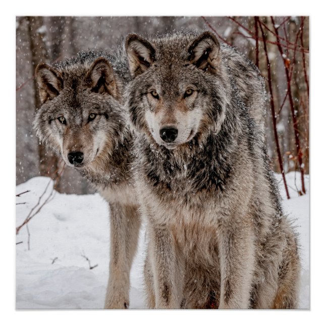 Eastern Gray Wolf Poster (Vorderseite)