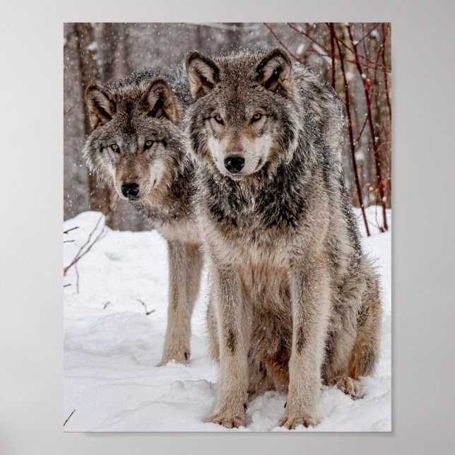 Eastern Gray Wolf Poster (Vorne)
