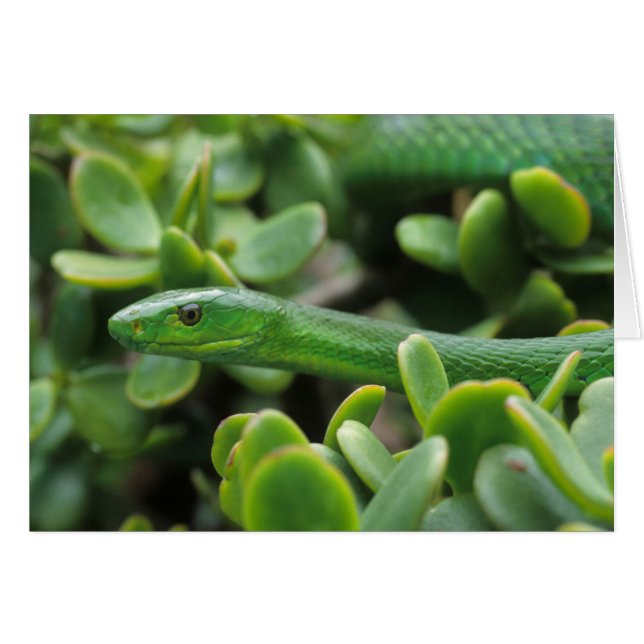 Eastern Green Mamba (Dendroaspis Angusticeps) (Vorderseite (Horizontal))