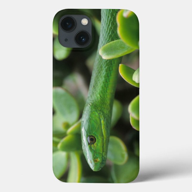 Eastern Green Mamba (Dendroaspis Angusticeps) Case-Mate iPhone Hülle (Rückseite)