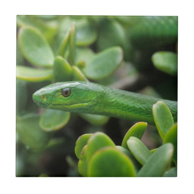 Eastern Green Mamba (Dendroaspis Angusticeps) Fliese (Vorderseite)