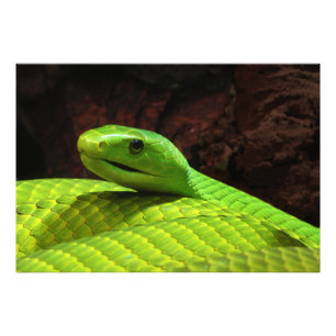 Eastern Green Mamba Dendroaspis Angusticeps Fotodruck