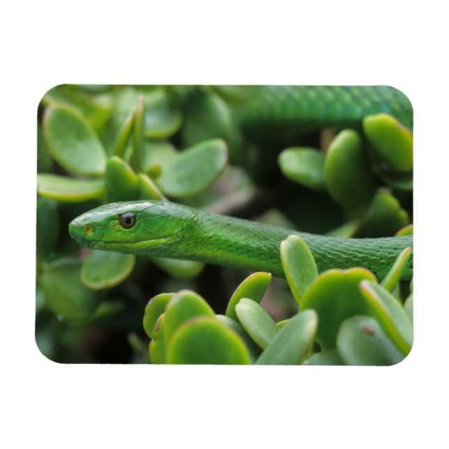 Eastern Green Mamba (Dendroaspis Angusticeps) Magnet (Horizontal)