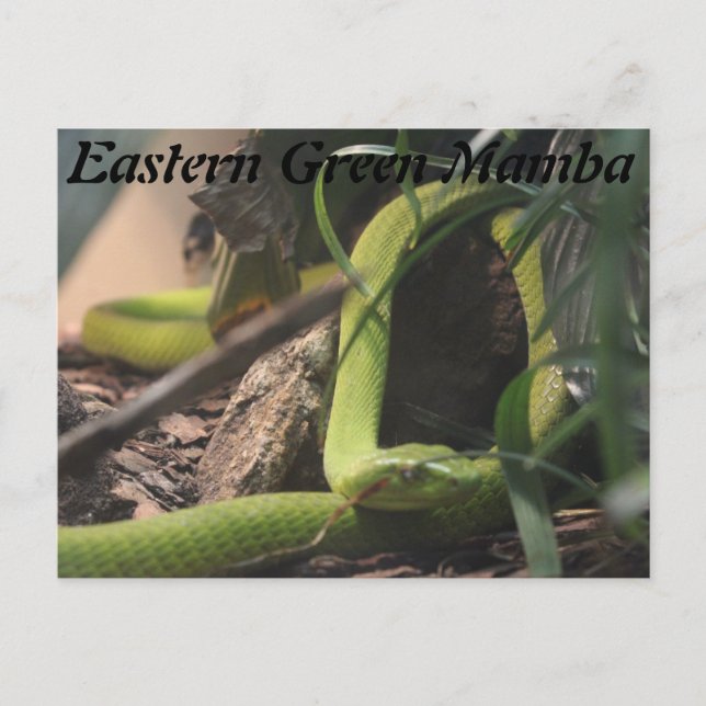 Eastern Green Mamba Postkarte (Vorderseite)