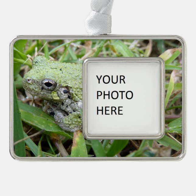 Eastern Grey Treefrog Nature Photography Rahmen-Ornament Silber (Vorderseite)