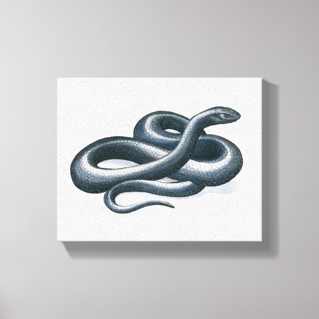 Eastern Indigo Snake Canvas Print Leinwanddruck (Vorderseite)