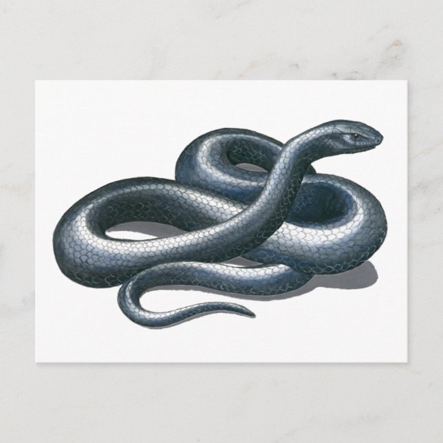 Eastern Indigo Snake Postcard Postkarte (Vorderseite)