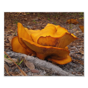 Eastern Jack O'Lantern Mushrooms Fotodruck