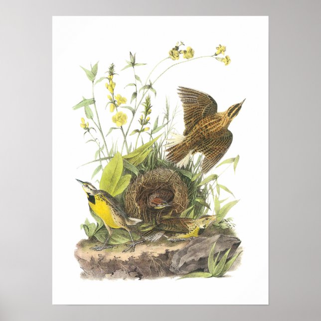 Eastern Meadowlark von Audubon Poster (Vorne)
