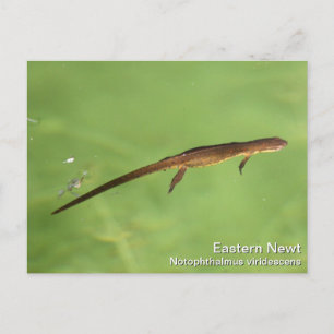 Eastern Newt Postkarte